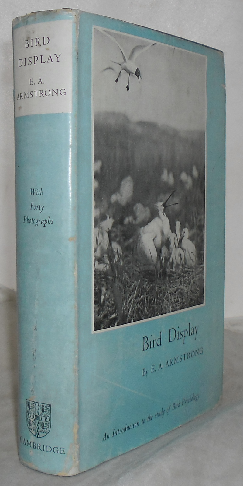 Image for Bird Display. An Introduction to Bird Psychology